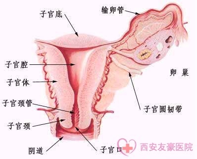 如何预防子宫肌瘤的发生